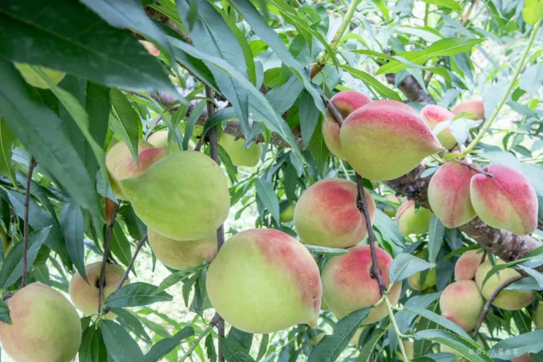 亲农好物｜翁源鹰嘴桃，，，好吃“桃”不掉！！