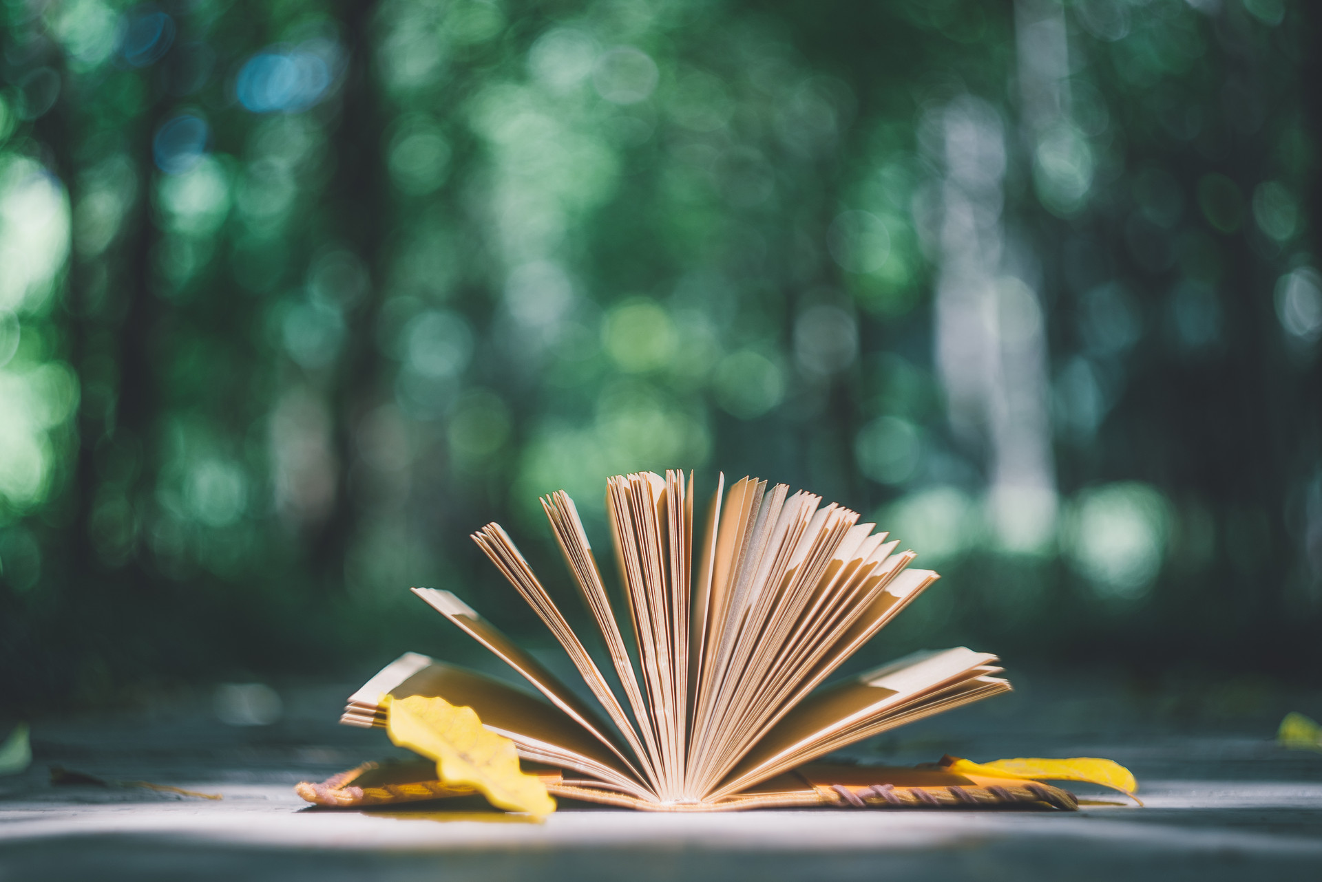 摄图网_500465305_banner_叶子与日志本（企业商用） (1).jpg